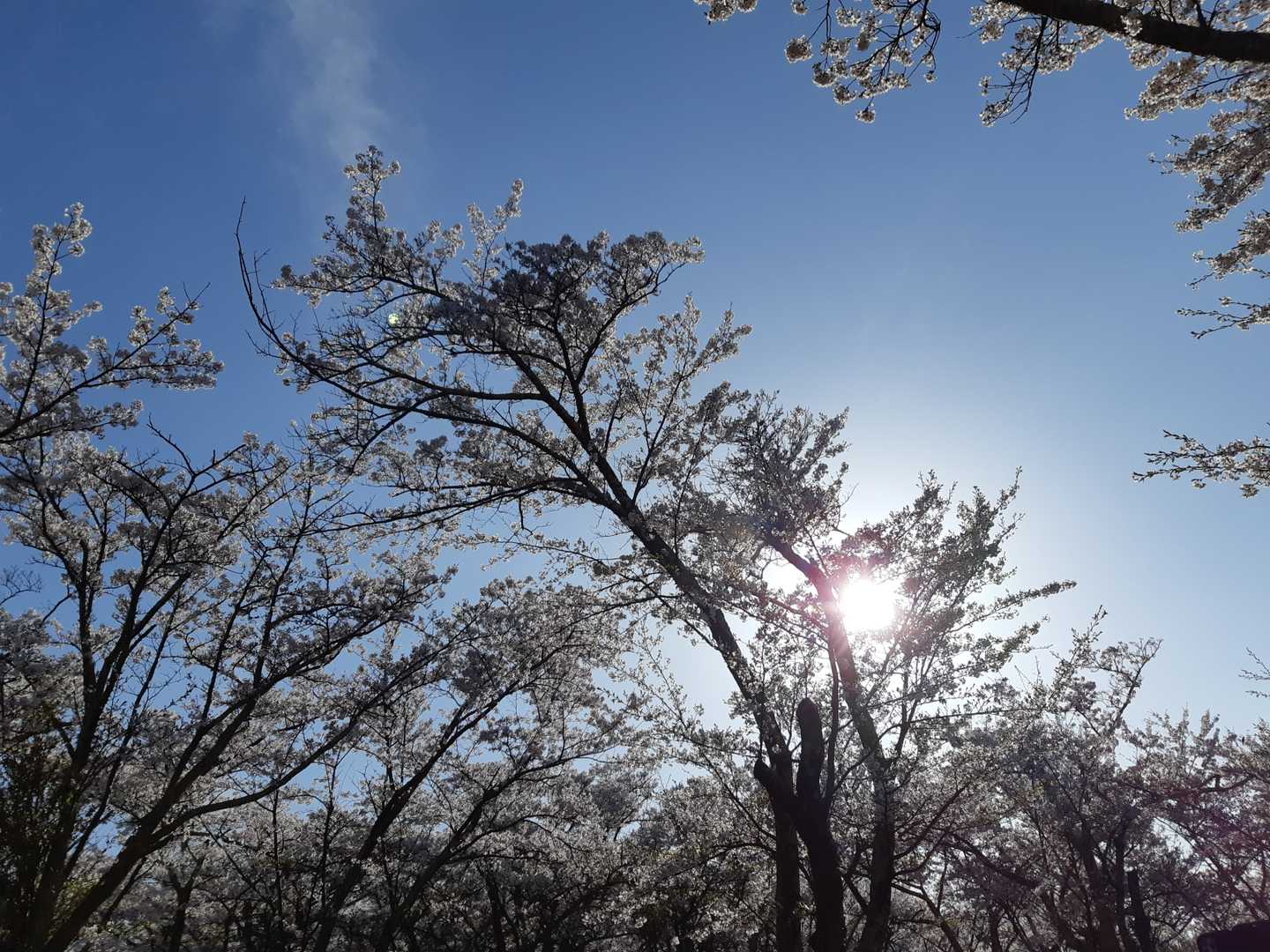 光城山の桜は西斜面になるので、少し遅めにいくと陽が射して綺麗。でも、遅めに行くと駐車場が空いてないという。。。