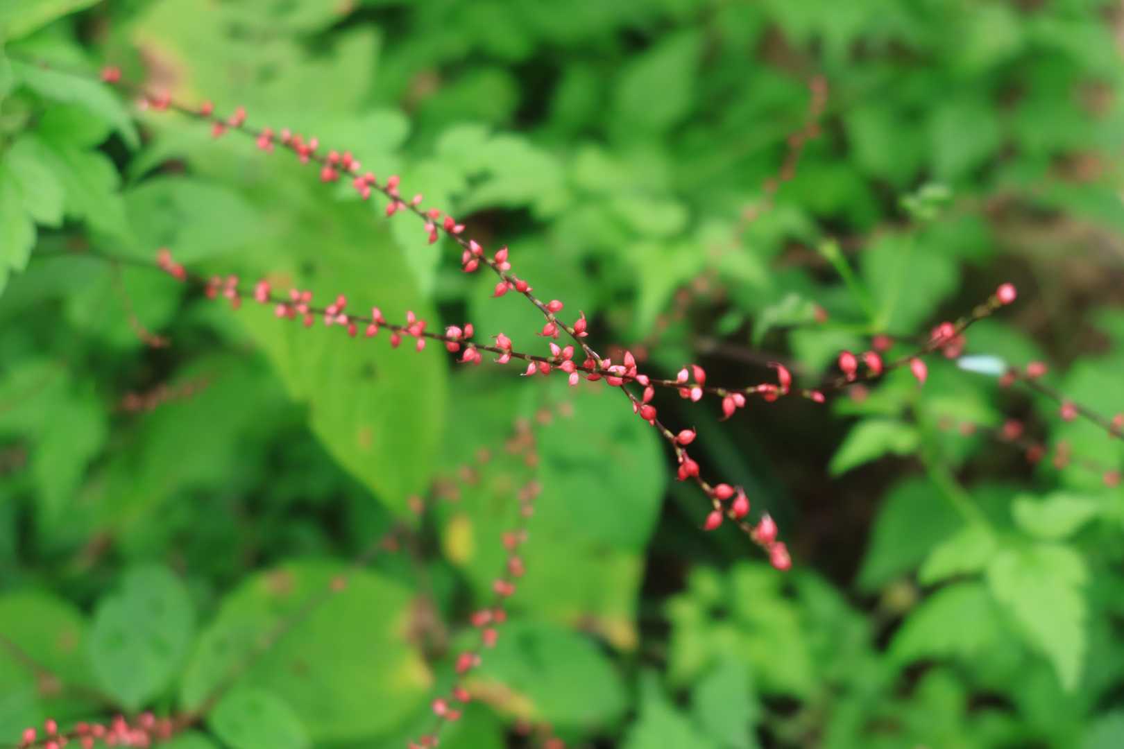 ミズヒキ。このあたりたくさん咲いていました。