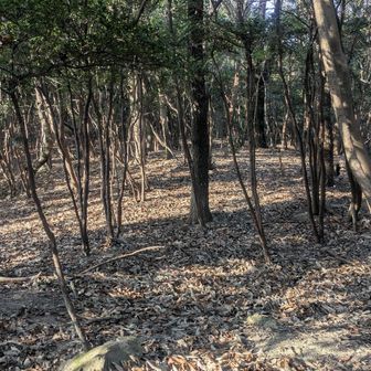 ルートは落ち葉で分かりにくい