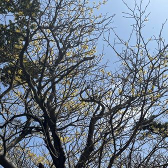 上の方にはけっこう 咲いてるところも…😊💛