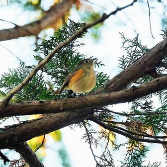 何か鳥を撮ったらルリビタキ♀　
ボケボケ😂