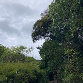 健脚コースの登山口。
雲が多いのが残念。午後から晴れの予報です。