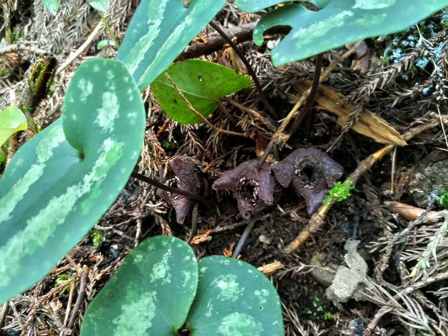 カンアオイの花
今日も出合えて感動☺️