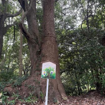 仲良く寄り添う木