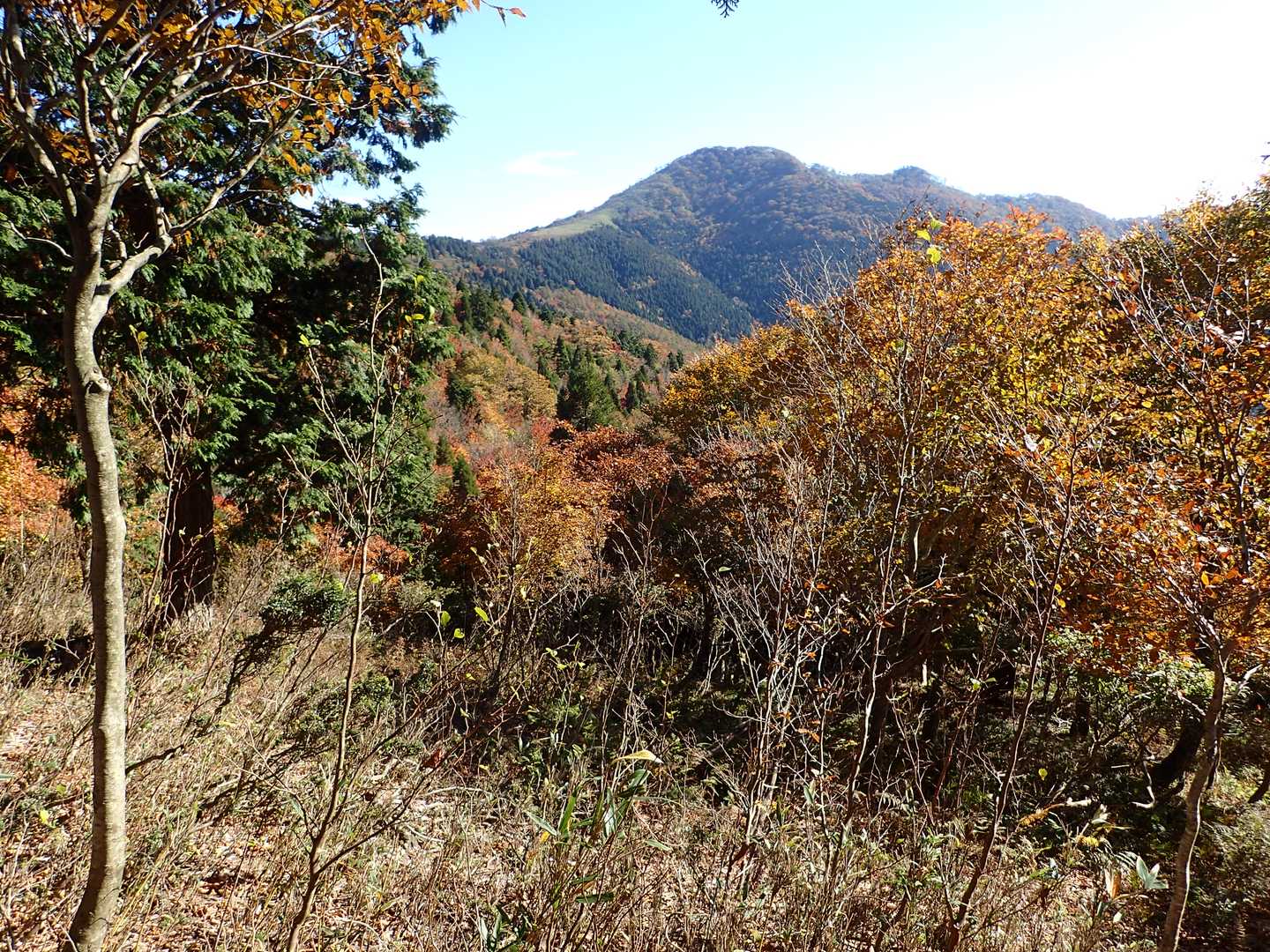 大通峠-三室山 往復コースの写真