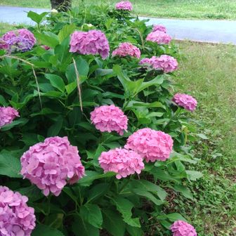 下山なり。
甘木公園内の紫陽花。