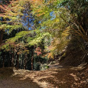 歩きやすい登山道。