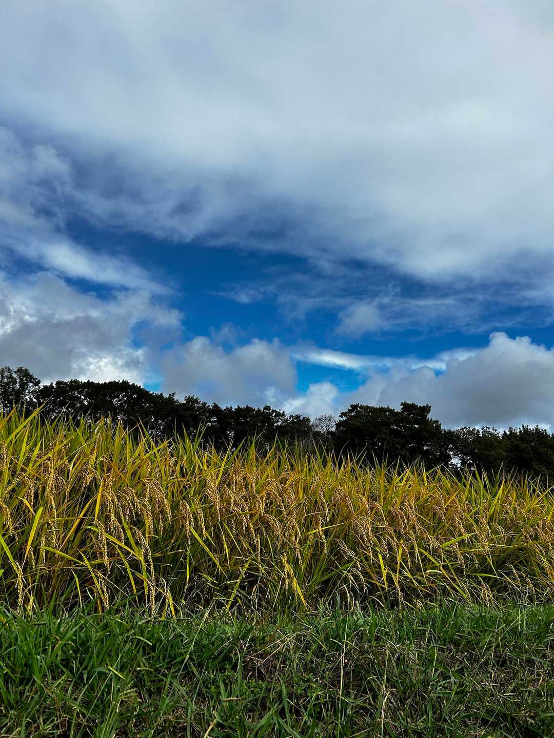 あちこちでトラクター🚜が働いてました。
この辺りは稲刈り真っ最中のようです