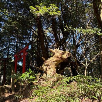 龍に見えるらしい