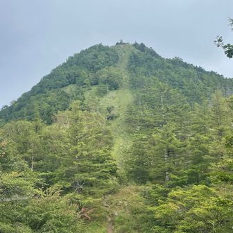 山頂まで一直線！
なかなかの急登