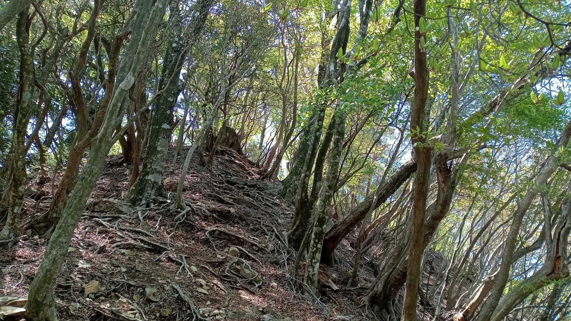 杉ヶ越登山口-新百姓山-桧山 往復コースの写真
