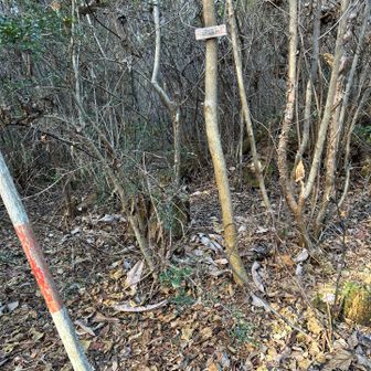 阿弥陀山
短足にはツラい倒木を跨いで