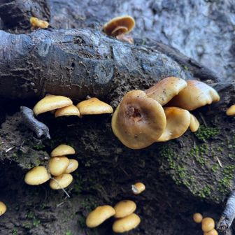 沢山生えてた