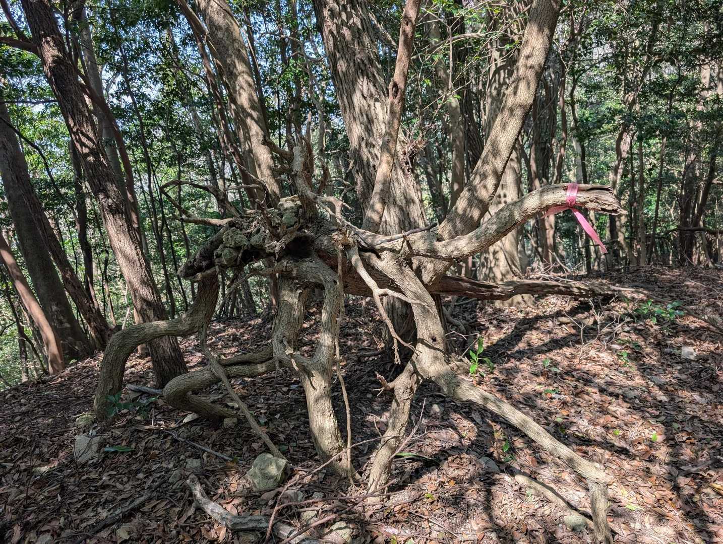 これも