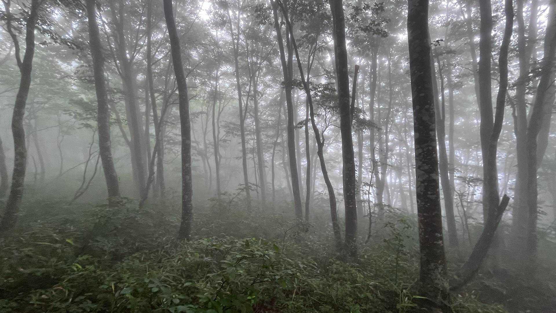 幻想的なブナの森🌳