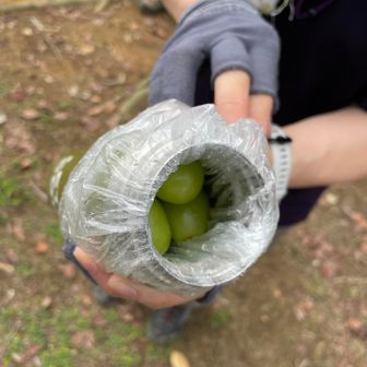 そしてリトルミーさんからはシャインマスカットをいただきました😋

水筒に入れて、底に氷で保冷🧊とは！
なるほど👍
