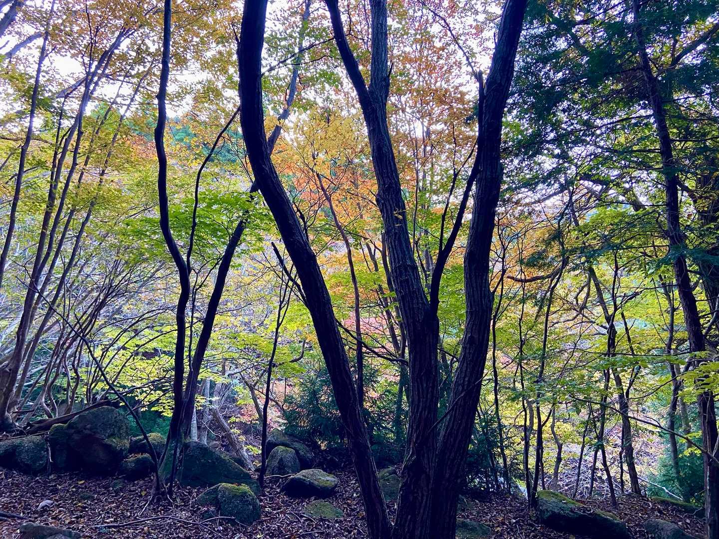 車でくる道中からもずっとキレイな紅葉🍁