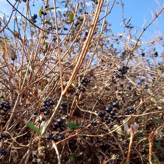 山頂に
これ何の実だろう？
ソレはスイカズラの実でした


で下山