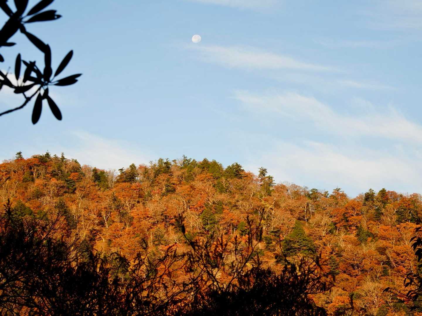 月🌕と紅葉🍁