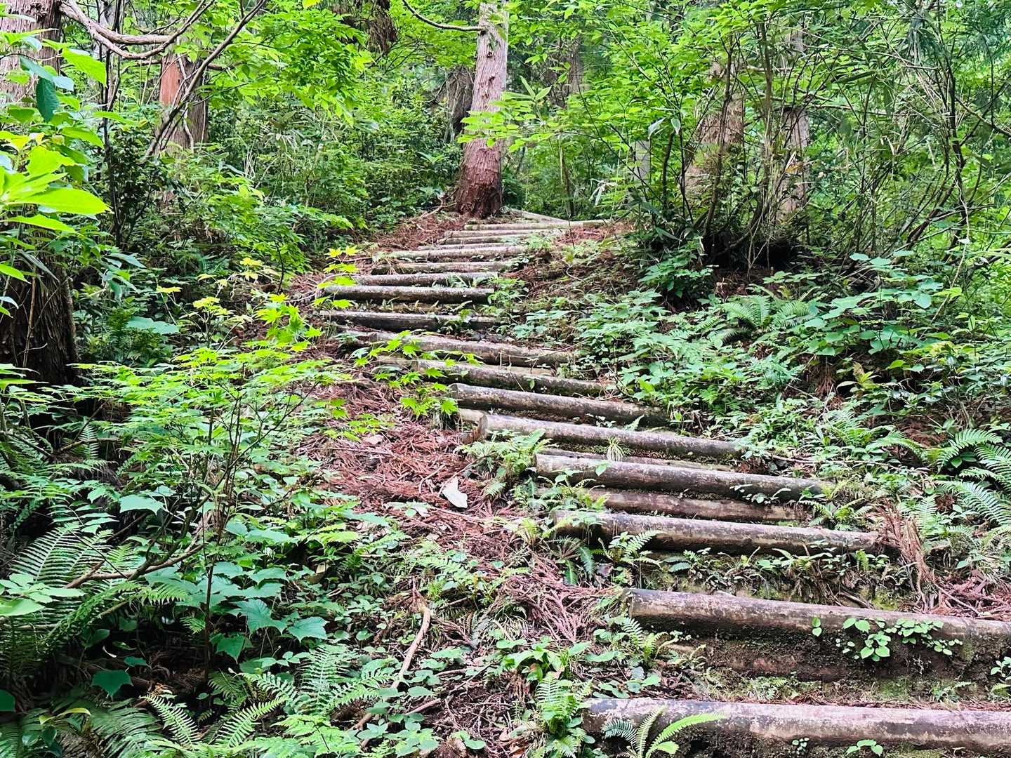 瀬戸蔵山へのコースは階段地獄😇永遠に続く♾️