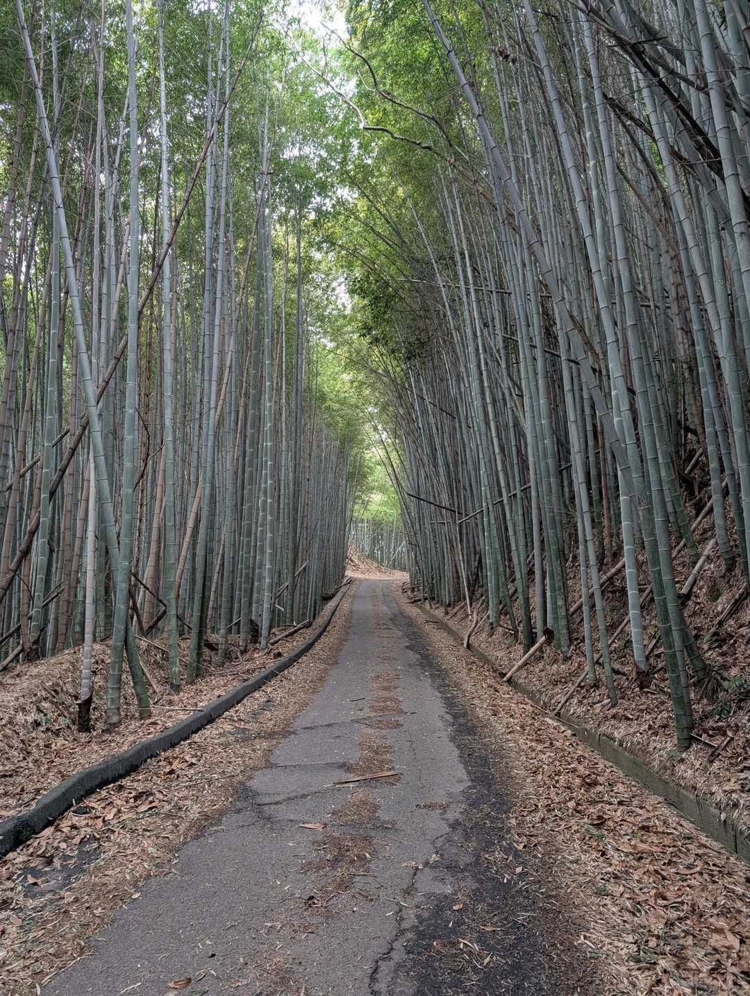最初は竹林ロード歩き
この辺りはタケノコ有名ですね