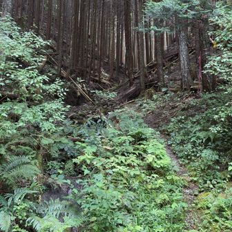ここから林道を離れ山の中へ