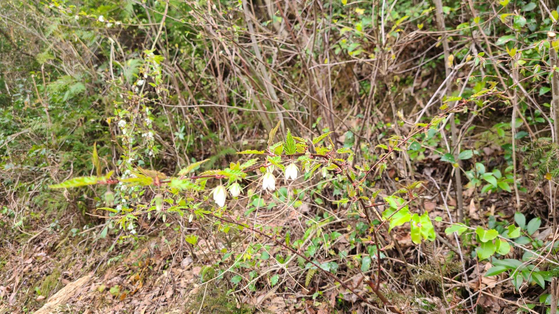 なんか綺麗ですね🌸