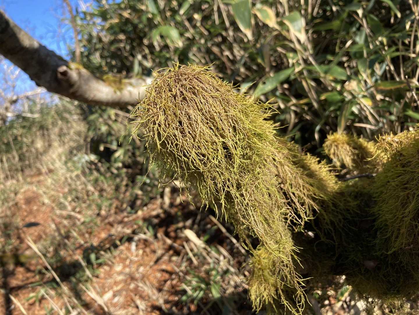 木の枝についた苔がモフモフです