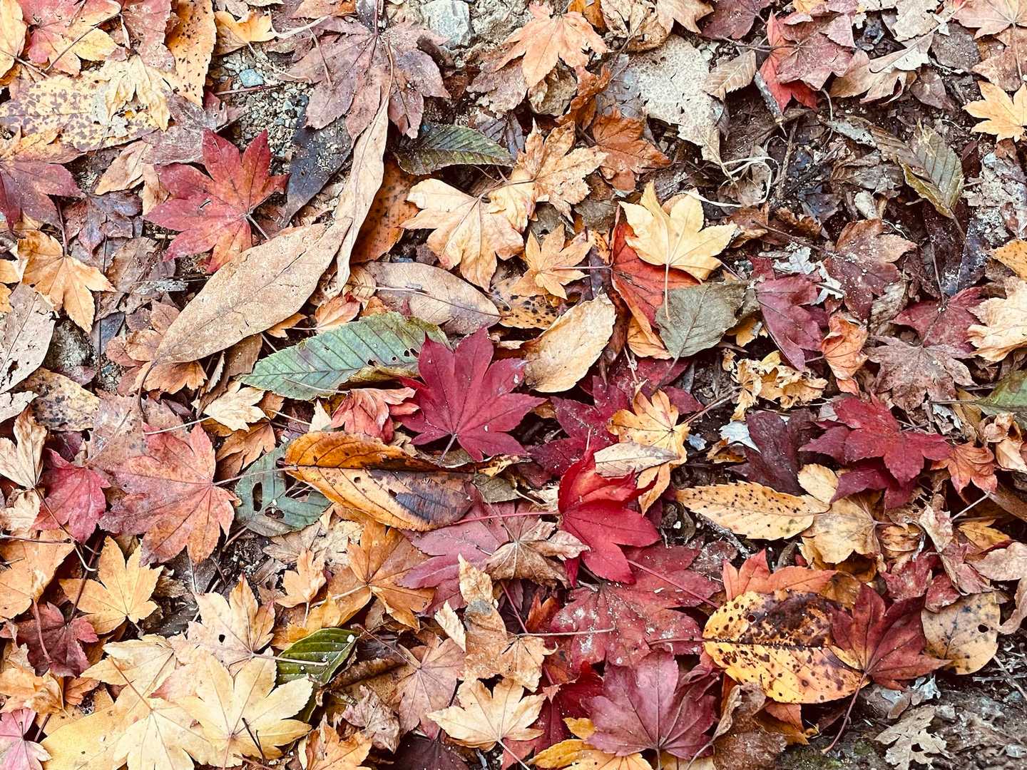 紅葉も綺麗だったけど、だいぶ葉が落ちているので歩く時は気をつけないと危ないです
（滑るし、石が隠れてて捻挫しやすいです💦）

楽しい1日でした♪
お疲れ様です♪