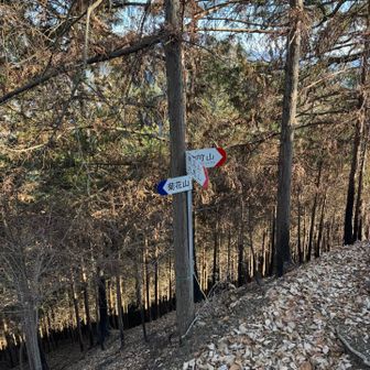 菊花山への分岐。