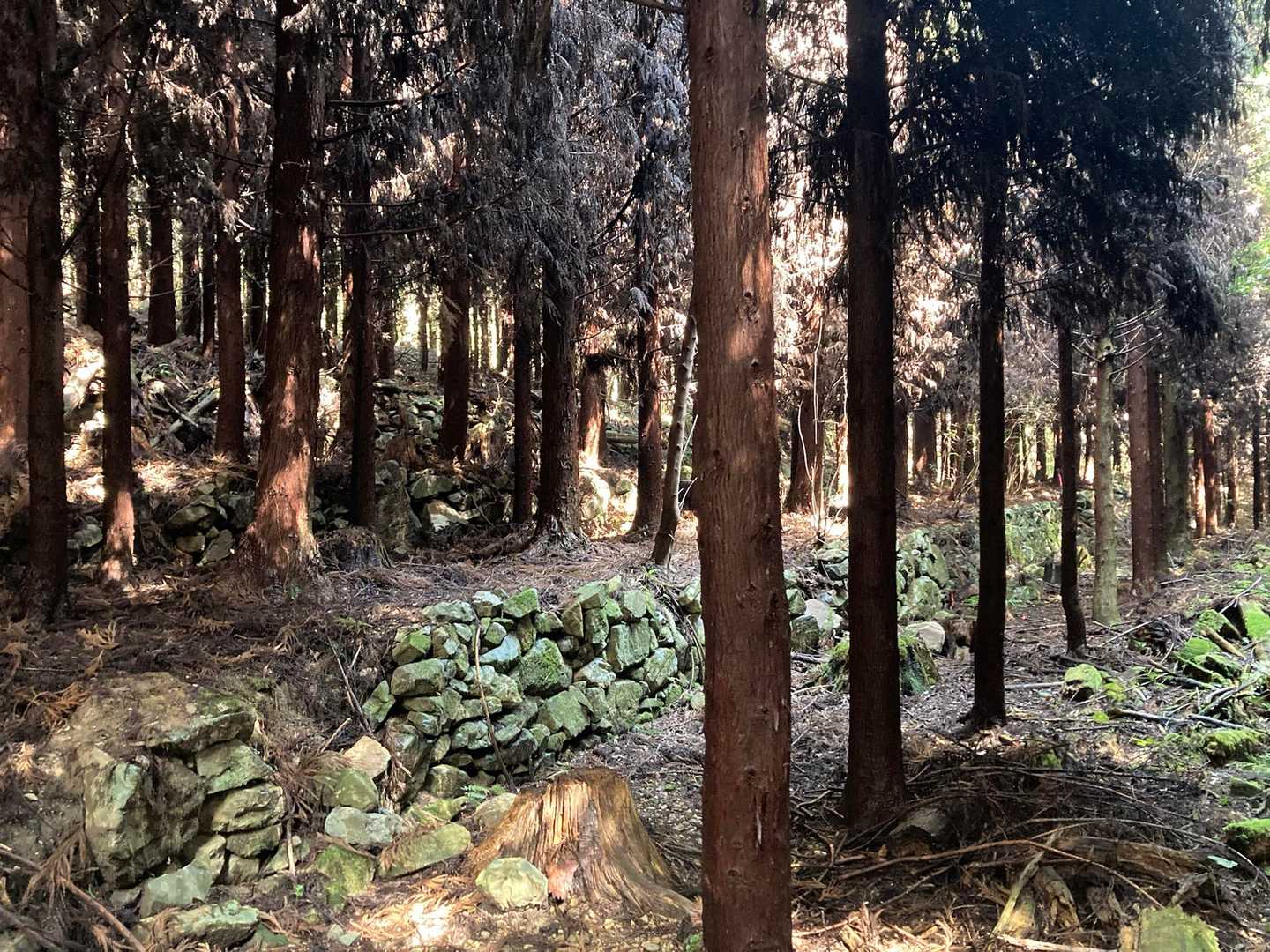 石段がいくつかあり元々は田や畑だったのかな
植林して今のようになった感じ