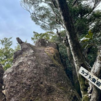ジャーン！カブト虫岩🪨