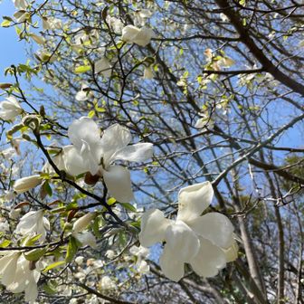 コブシ🤍
これはもう終わりかな😌