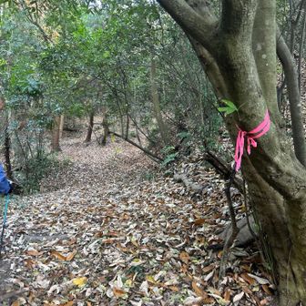 ピンクテープがしっかりついてます👌