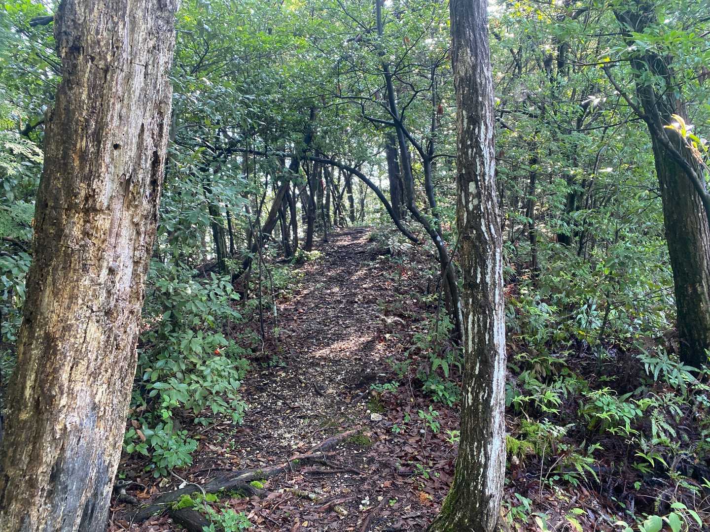 御望山 往復コースの写真