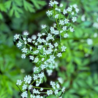 登山口から広場まで樹林帯
足元にはちっさいお花のセントウソウ