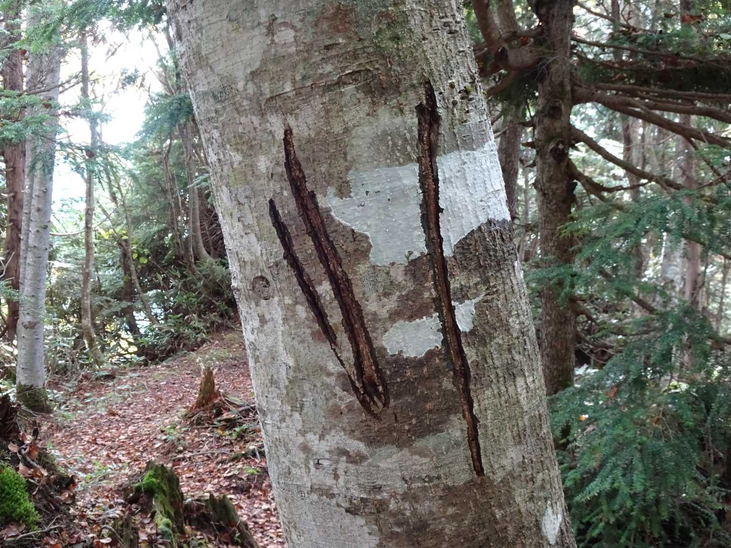 そりゃあいるよね…山だもんね