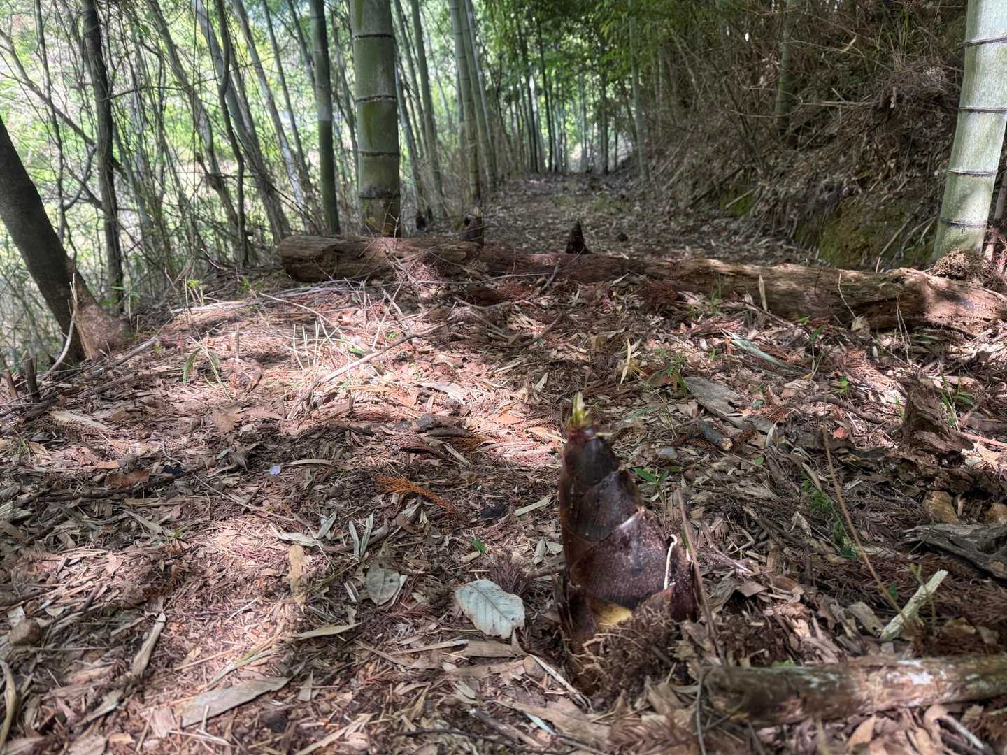 登山道の真ん中に筍。あちこちに生えてました