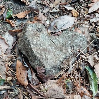 ハート形の石がある！💖