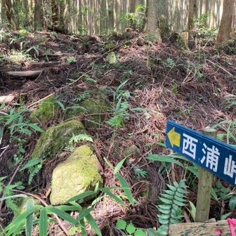 西浦峠に登り上げます。