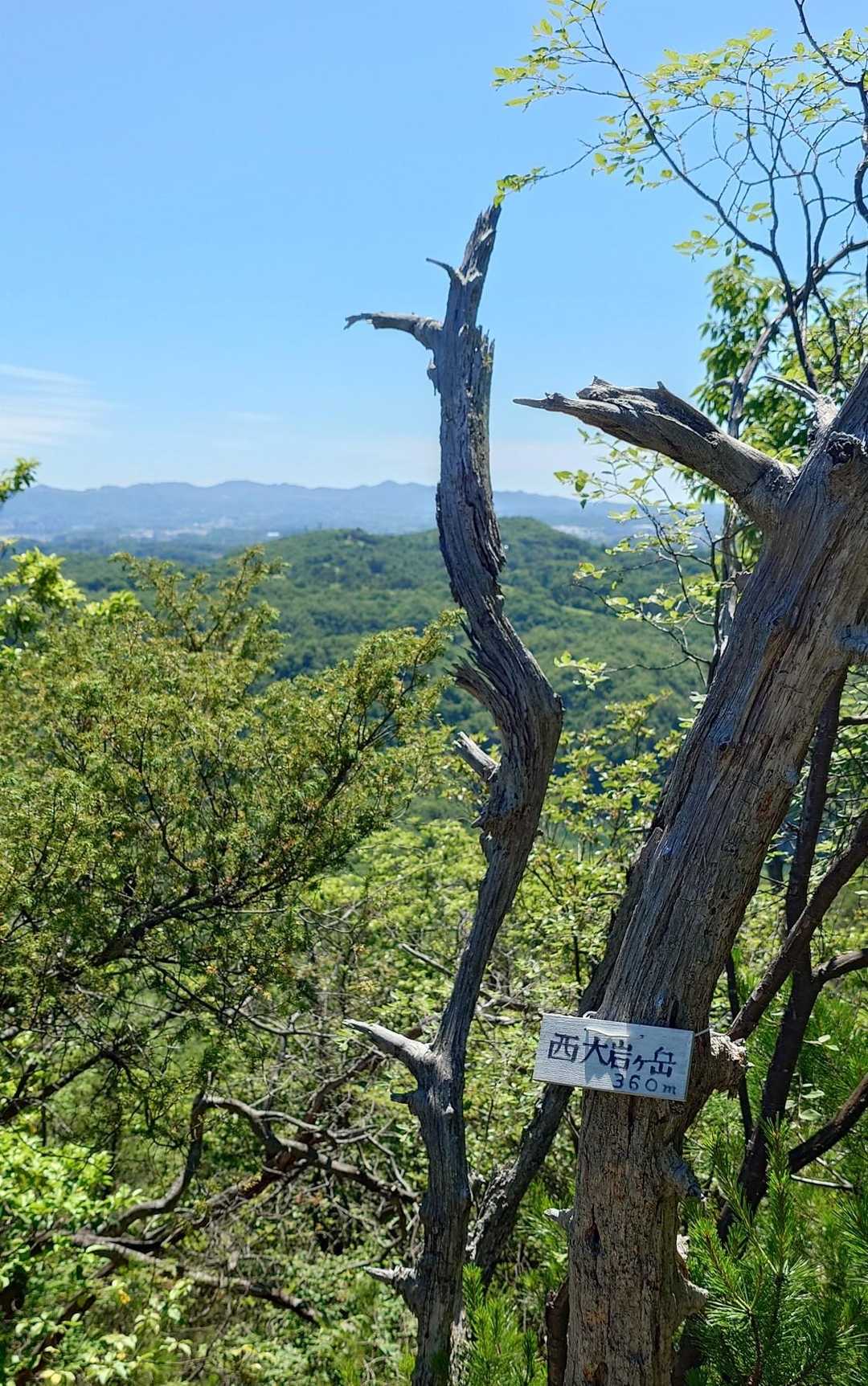大岩ヶ岳登山口-大岩ヶ岳 往復コースの写真