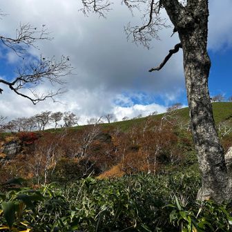 下山開始後、振り返って

藪を抜けると、また険しい道のり😅