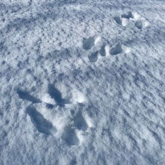 箱屋谷山に向かう、うさぎの足跡可愛い🩷