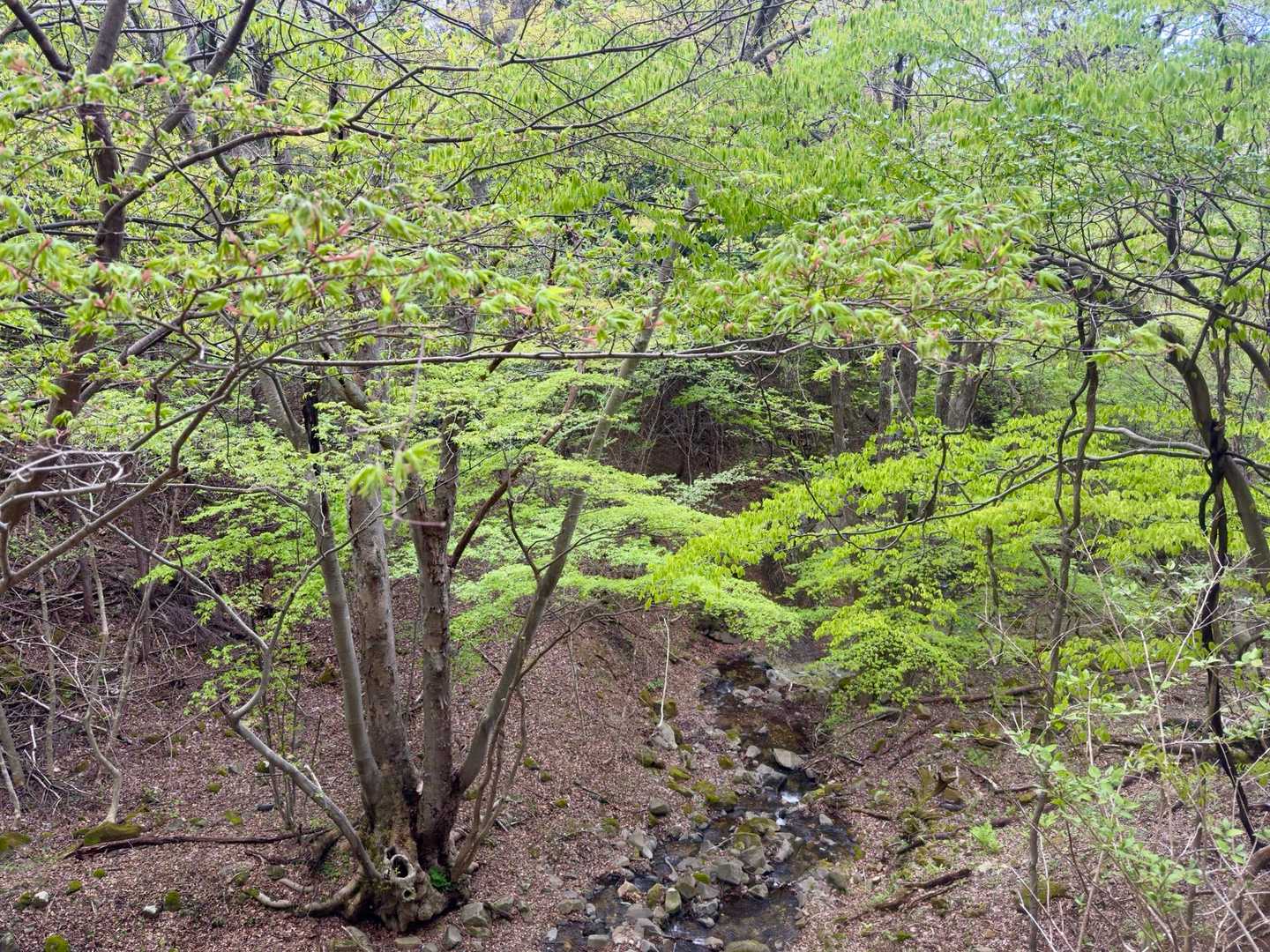 沢の脇に大きな木🌳