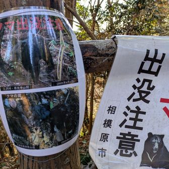 そうなんです！この辺り🐻出ました。
この先の三沢峠と泰光寺山の間で今年の６月の🐻さんと、11月に登山道に熊糞の写真が何箇所かに貼ってありました😅