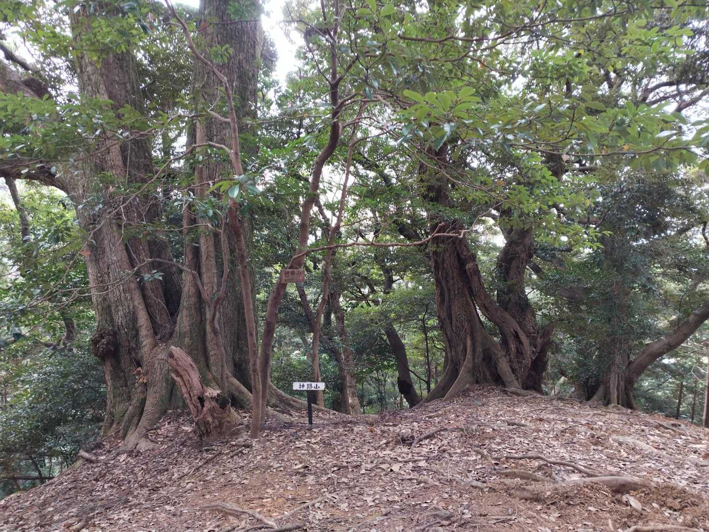 ちょっと下って神路山✨
ここは眺望なし、今年２座目のニューピーク
