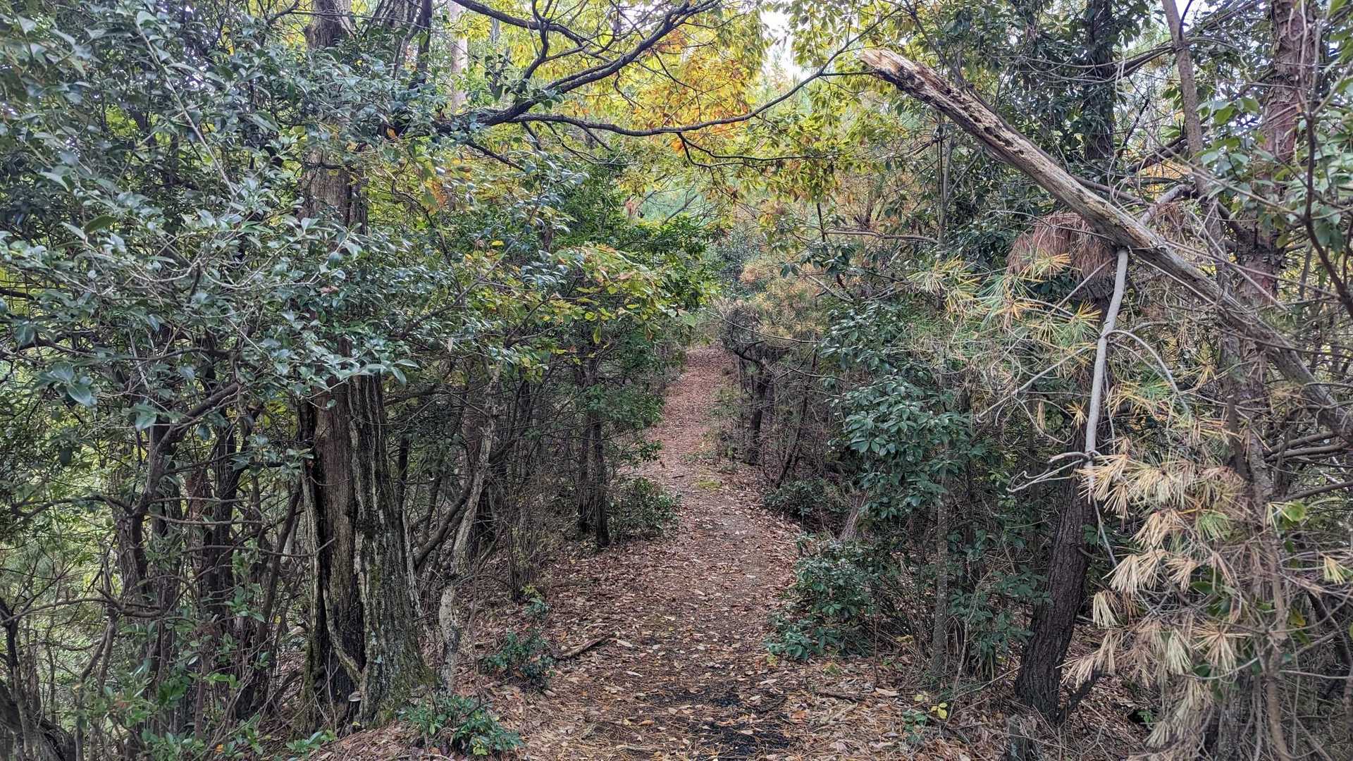 太尾山 周回コースの写真
