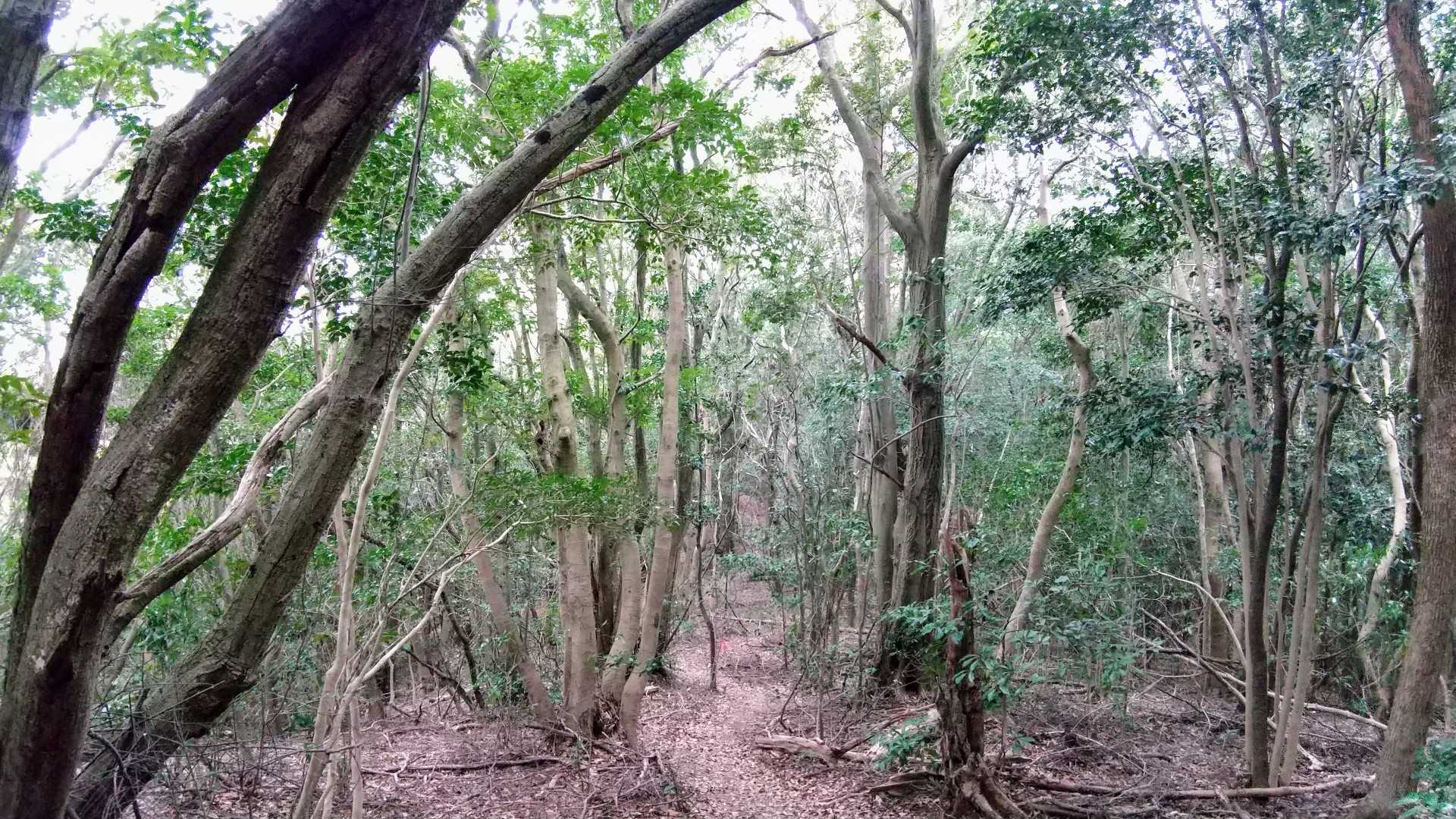 踏み跡はっきり