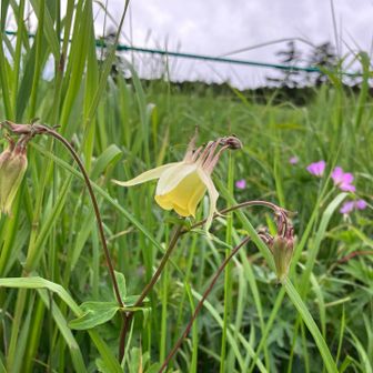 ヤマオダマキ