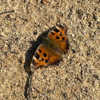 おまけ① ヒオドシチョウっぽい